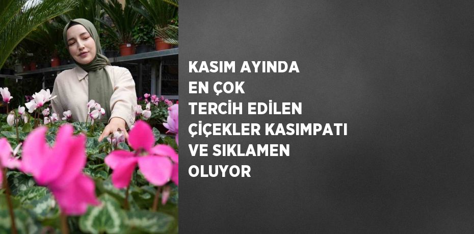 KASIM AYINDA EN ÇOK TERCİH EDİLEN ÇİÇEKLER KASIMPATI VE SIKLAMEN OLUYOR