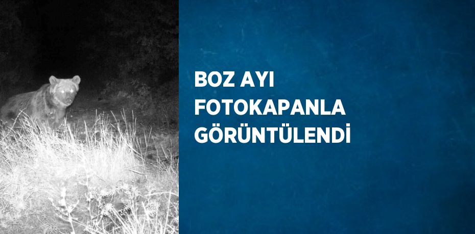 BOZ AYI FOTOKAPANLA GÖRÜNTÜLENDİ