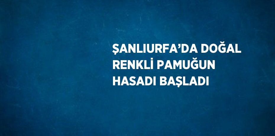 ŞANLIURFA’DA DOĞAL RENKLİ PAMUĞUN HASADI BAŞLADI