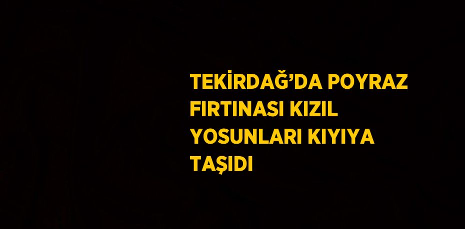 TEKİRDAĞ’DA POYRAZ FIRTINASI KIZIL YOSUNLARI KIYIYA TAŞIDI