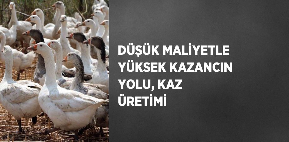 DÜŞÜK MALİYETLE YÜKSEK KAZANCIN YOLU, KAZ ÜRETİMİ
