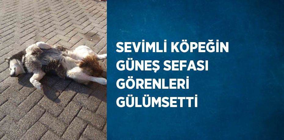 SEVİMLİ KÖPEĞİN GÜNEŞ SEFASI GÖRENLERİ GÜLÜMSETTİ