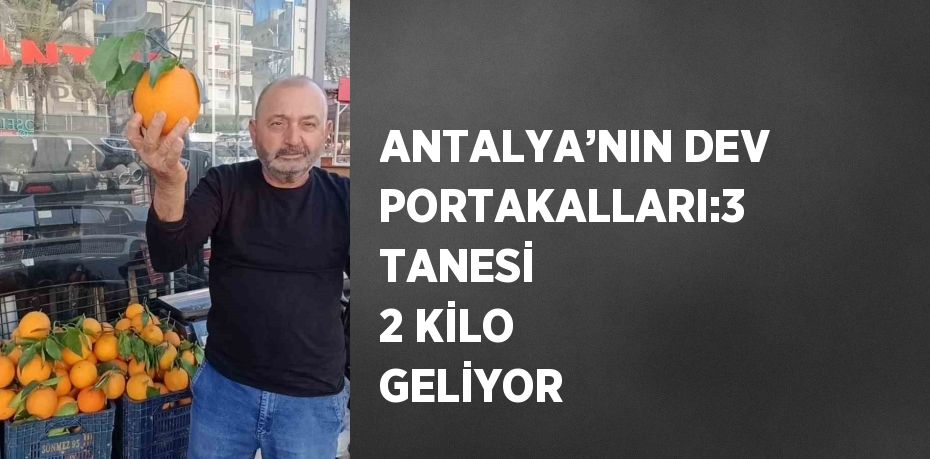 ANTALYA’NIN DEV PORTAKALLARI:3 TANESİ 2 KİLO GELİYOR