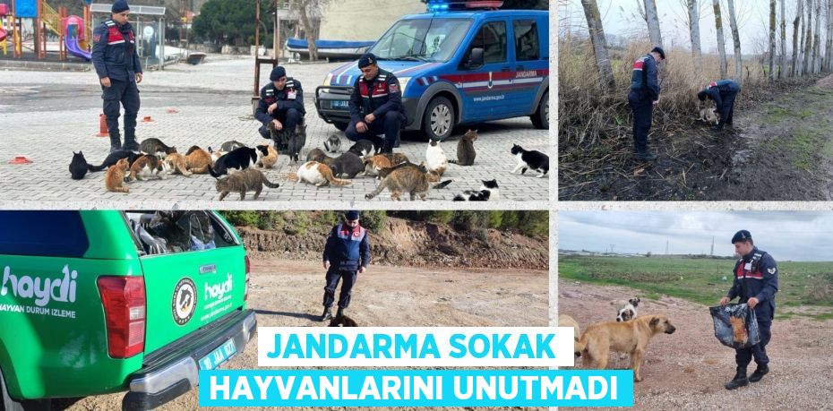 JANDARMA SOKAK HAYVANLARINI UNUTMADI