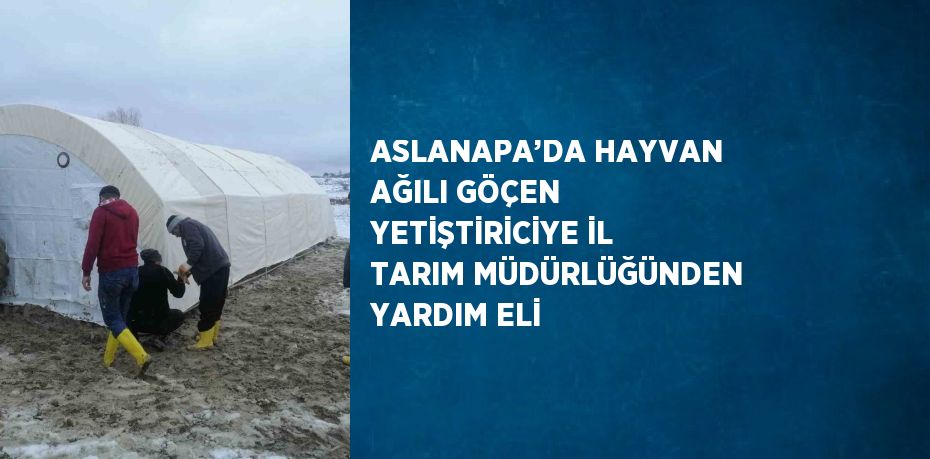 ASLANAPA’DA HAYVAN AĞILI GÖÇEN YETİŞTİRİCİYE İL TARIM MÜDÜRLÜĞÜNDEN YARDIM ELİ