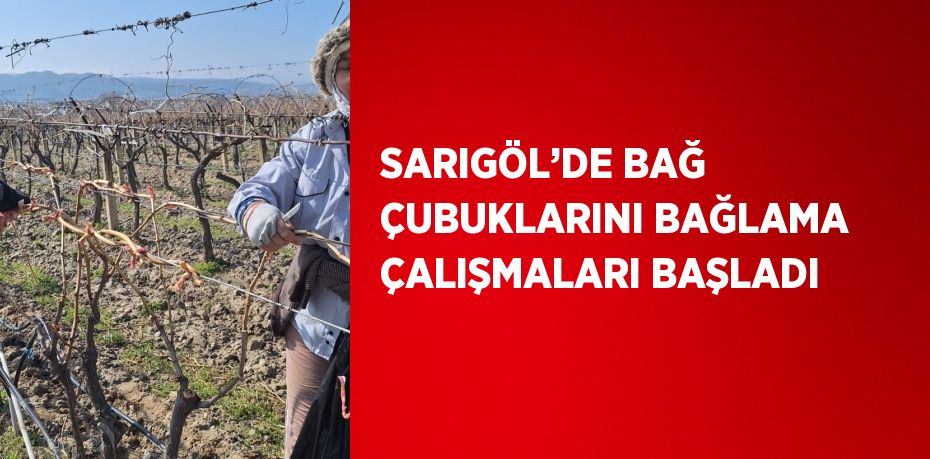 SARIGÖL’DE BAĞ ÇUBUKLARINI BAĞLAMA ÇALIŞMALARI BAŞLADI