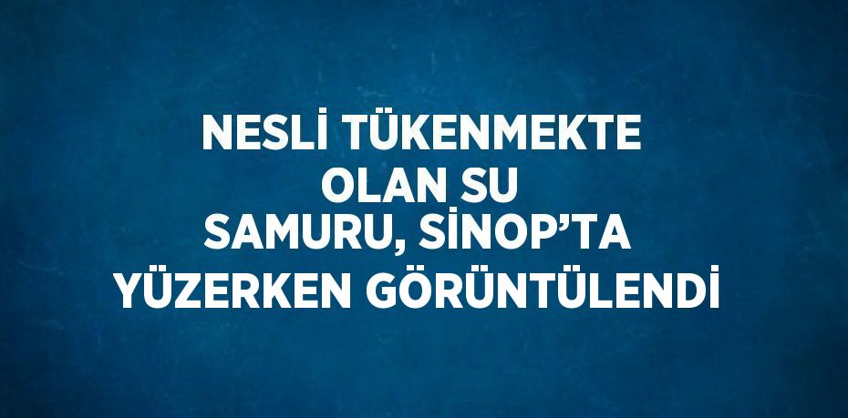 NESLİ TÜKENMEKTE OLAN SU SAMURU, SİNOP’TA YÜZERKEN GÖRÜNTÜLENDİ