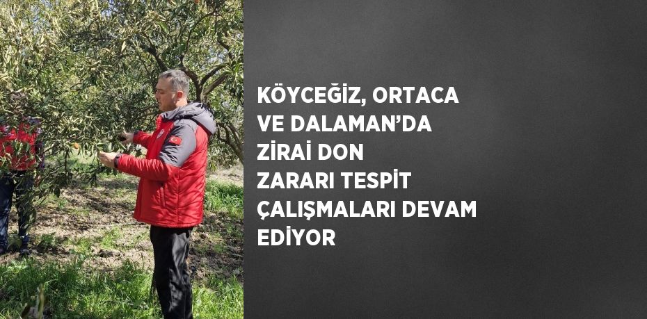 KÖYCEĞİZ, ORTACA VE DALAMAN’DA ZİRAİ DON ZARARI TESPİT ÇALIŞMALARI DEVAM EDİYOR