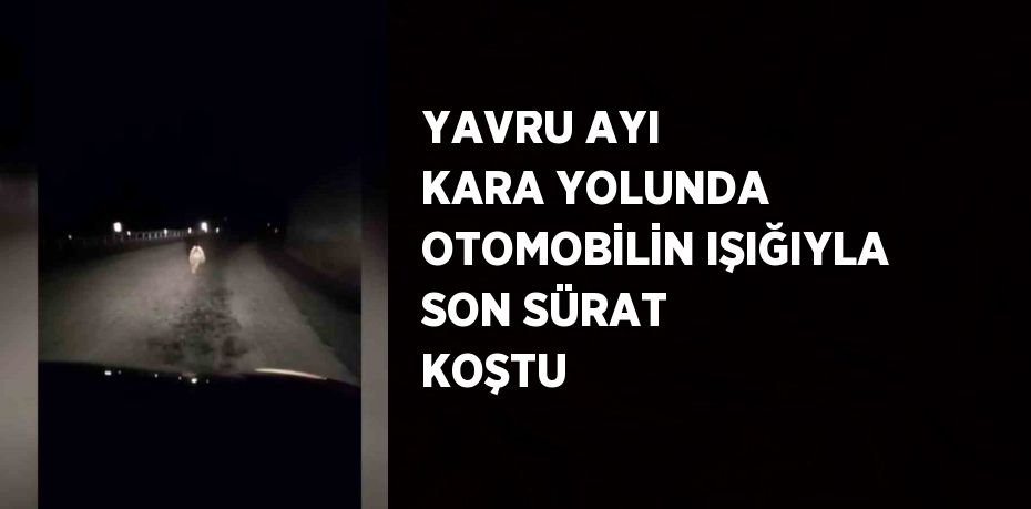 YAVRU AYI KARA YOLUNDA OTOMOBİLİN IŞIĞIYLA SON SÜRAT KOŞTU