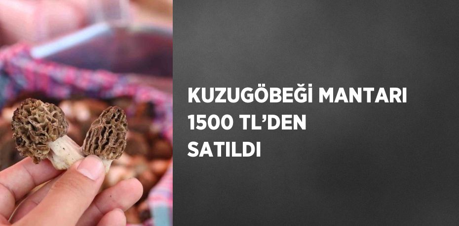 KUZUGÖBEĞİ MANTARI 1500 TL’DEN SATILDI