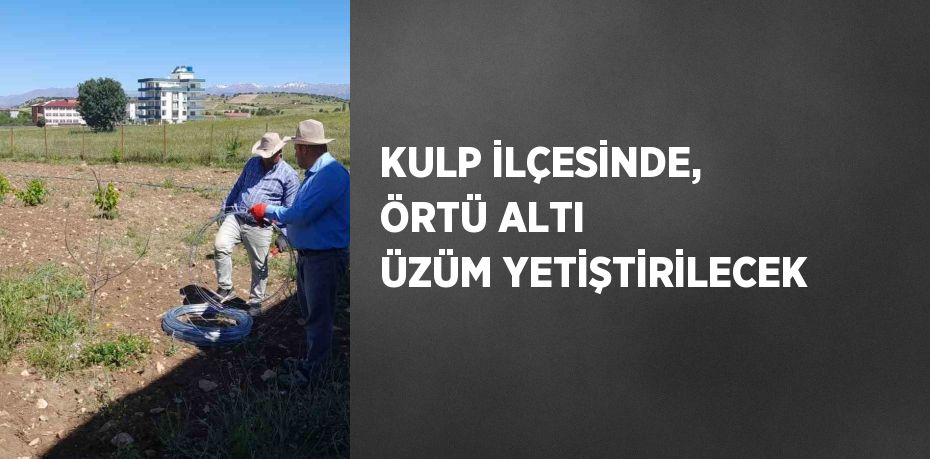 KULP İLÇESİNDE, ÖRTÜ ALTI ÜZÜM YETİŞTİRİLECEK