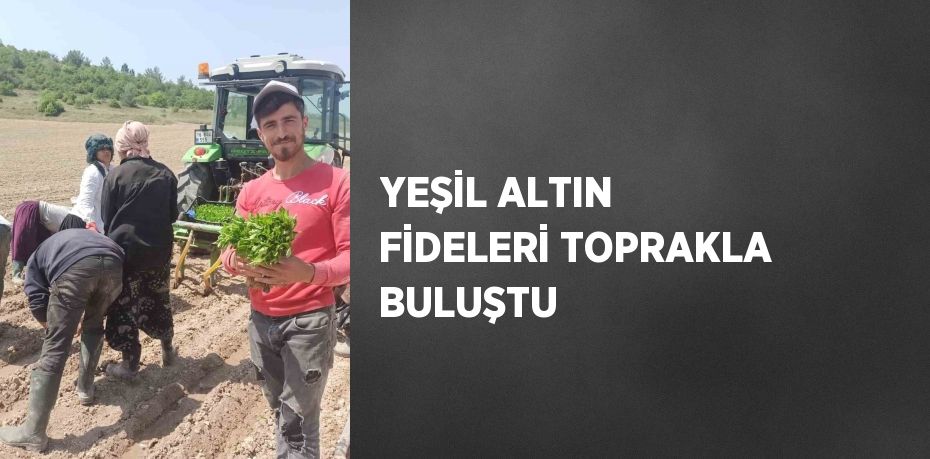 YEŞİL ALTIN FİDELERİ TOPRAKLA BULUŞTU