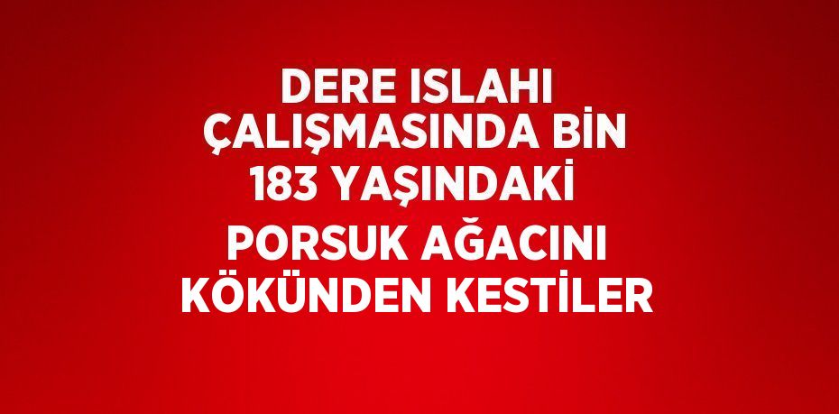 DERE ISLAHI ÇALIŞMASINDA BİN 183 YAŞINDAKİ PORSUK AĞACINI KÖKÜNDEN KESTİLER