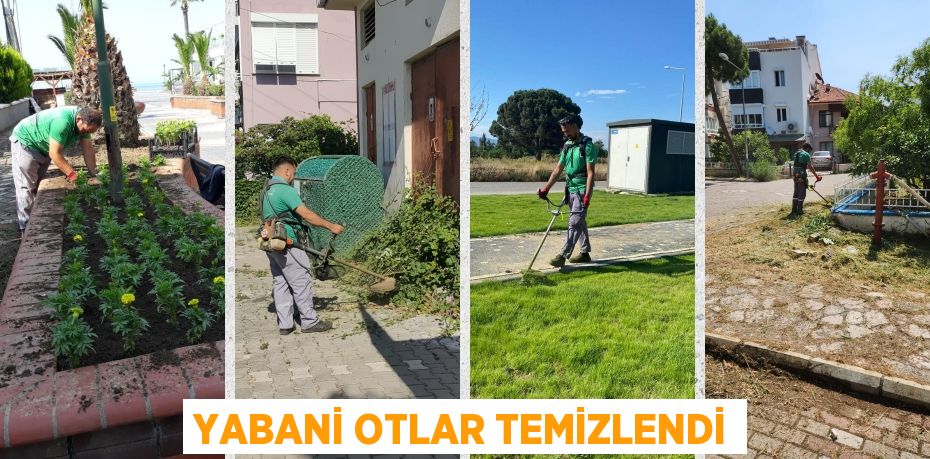 YABANİ OTLAR TEMİZLENDİ