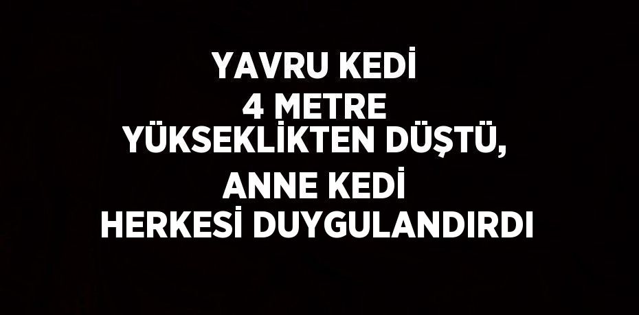 YAVRU KEDİ 4 METRE YÜKSEKLİKTEN DÜŞTÜ, ANNE KEDİ HERKESİ DUYGULANDIRDI