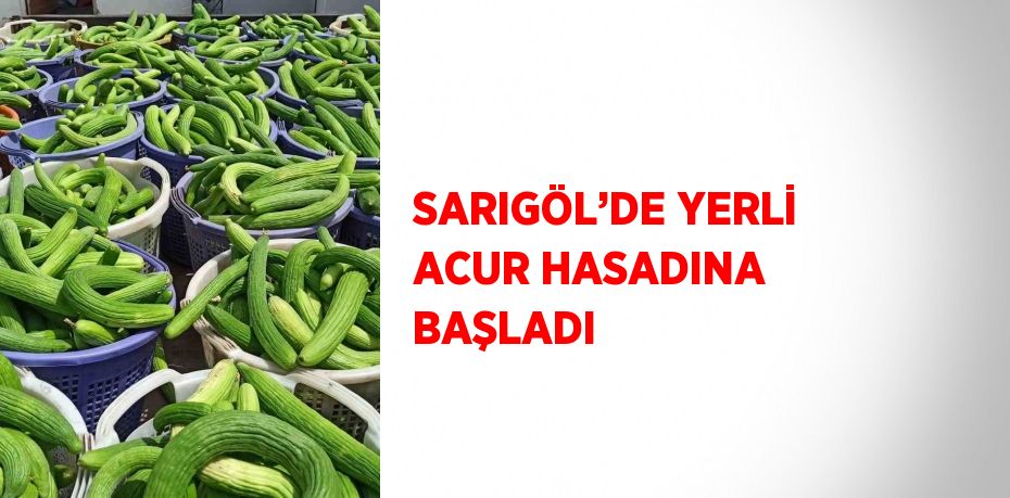 SARIGÖL’DE YERLİ ACUR HASADINA BAŞLADI