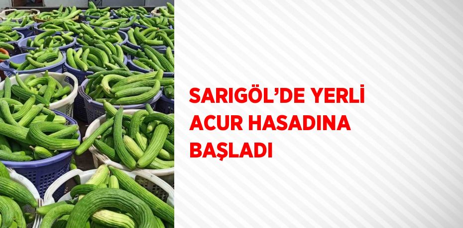 SARIGÖL’DE YERLİ ACUR HASADINA BAŞLADI