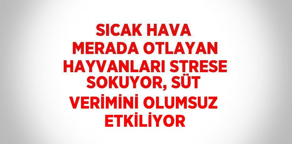 SICAK HAVA MERADA OTLAYAN HAYVANLARI STRESE SOKUYOR, SÜT VERİMİNİ OLUMSUZ ETKİLİYOR