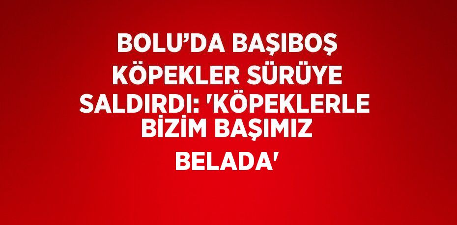 BOLU’DA BAŞIBOŞ KÖPEKLER SÜRÜYE SALDIRDI: 'KÖPEKLERLE BİZİM BAŞIMIZ BELADA'