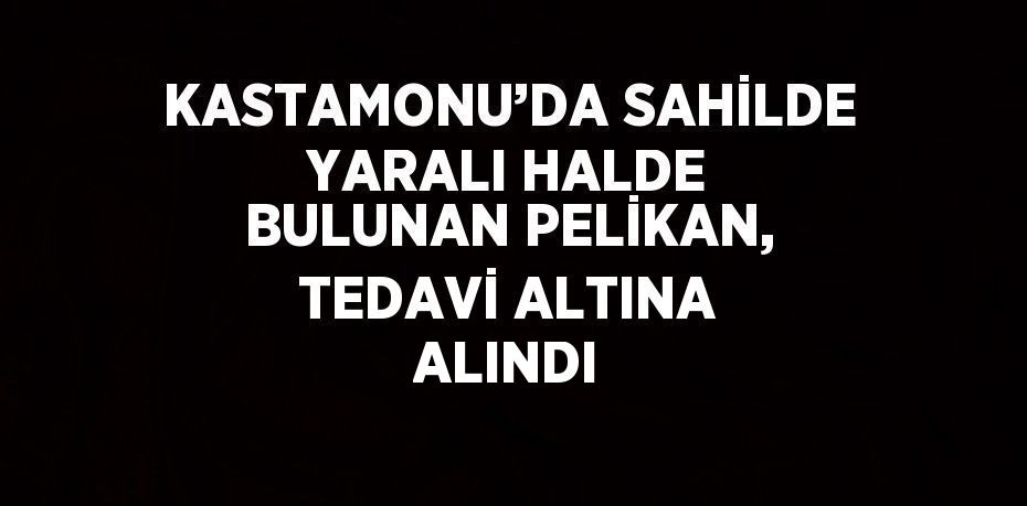 KASTAMONU’DA SAHİLDE YARALI HALDE BULUNAN PELİKAN, TEDAVİ ALTINA ALINDI