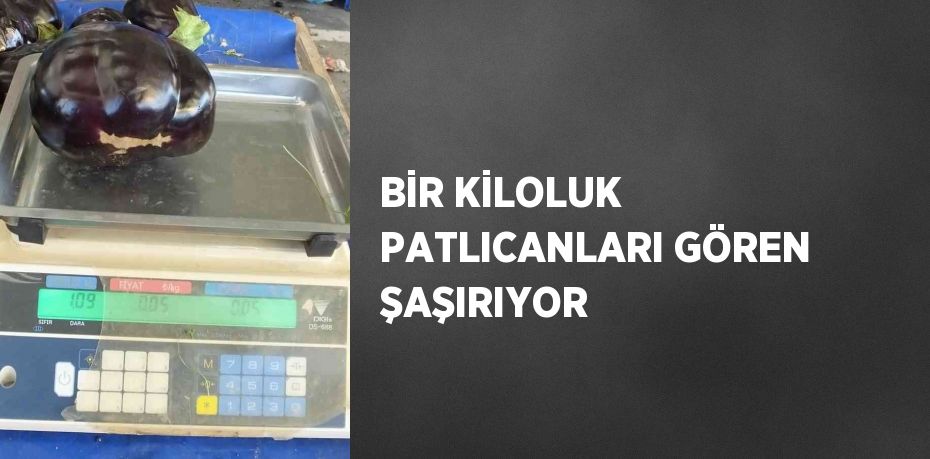 BİR KİLOLUK PATLICANLARI GÖREN ŞAŞIRIYOR