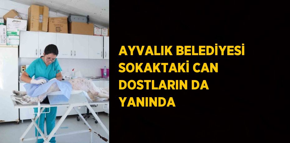 AYVALIK BELEDİYESİ SOKAKTAKİ CAN DOSTLARIN DA YANINDA