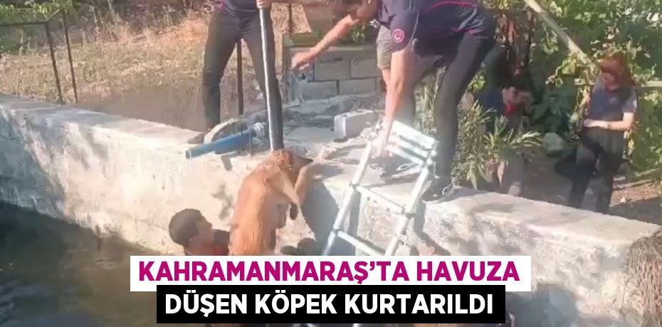 KAHRAMANMARAŞ’TA HAVUZA DÜŞEN KÖPEK KURTARILDI