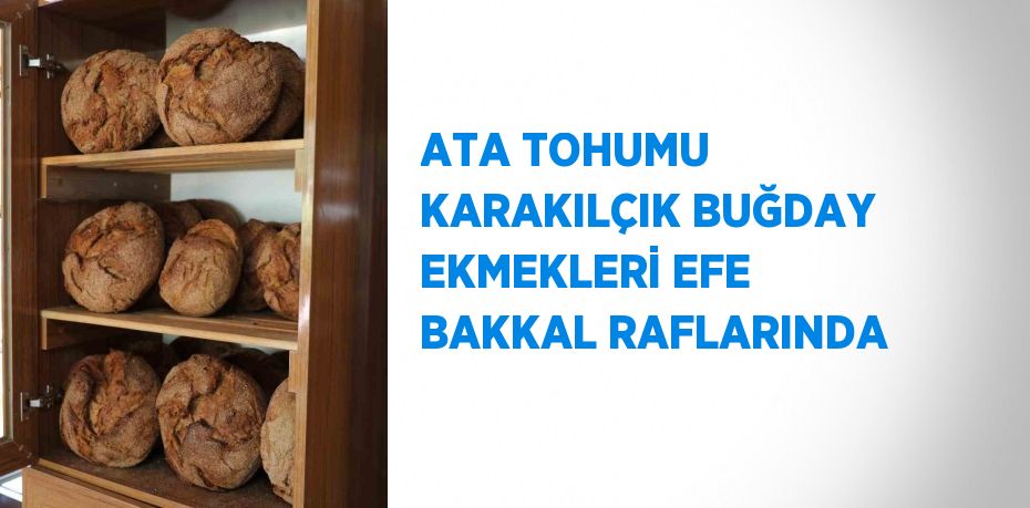 ATA TOHUMU KARAKILÇIK BUĞDAY EKMEKLERİ EFE BAKKAL RAFLARINDA