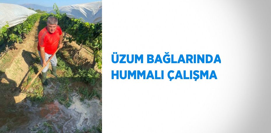 ÜZUM BAĞLARINDA HUMMALI ÇALIŞMA