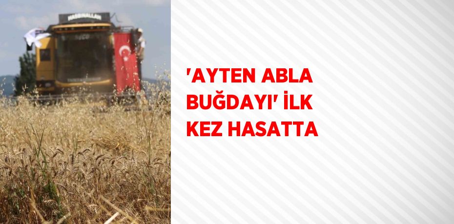 'AYTEN ABLA BUĞDAYI' İLK KEZ HASATTA