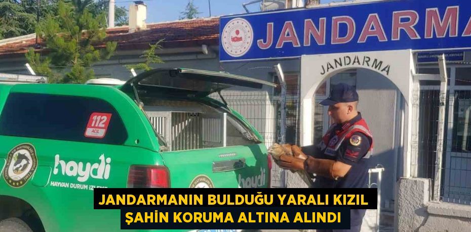 JANDARMANIN BULDUĞU YARALI KIZIL ŞAHİN KORUMA ALTINA ALINDI