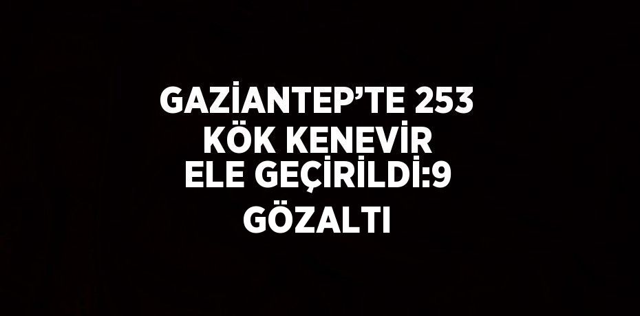 GAZİANTEP’TE 253 KÖK KENEVİR ELE GEÇİRİLDİ:9 GÖZALTI