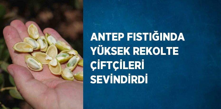 ANTEP FISTIĞINDA YÜKSEK REKOLTE ÇİFTÇİLERİ SEVİNDİRDİ