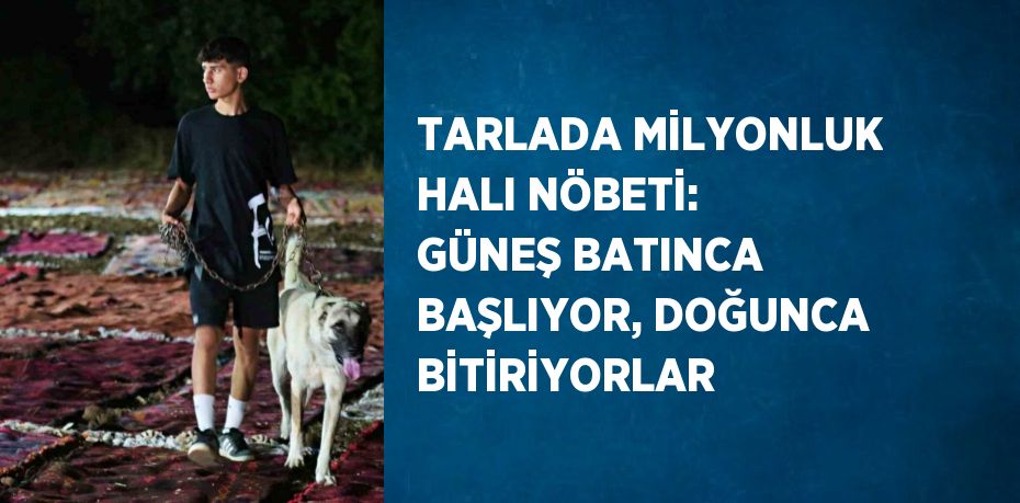 TARLADA MİLYONLUK HALI NÖBETİ: GÜNEŞ BATINCA BAŞLIYOR, DOĞUNCA BİTİRİYORLAR