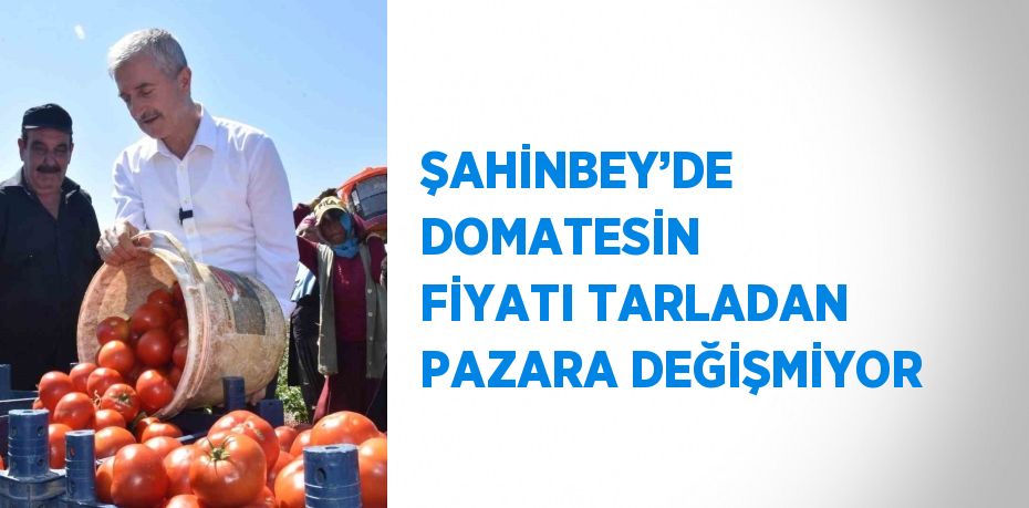 ŞAHİNBEY’DE DOMATESİN FİYATI TARLADAN PAZARA DEĞİŞMİYOR