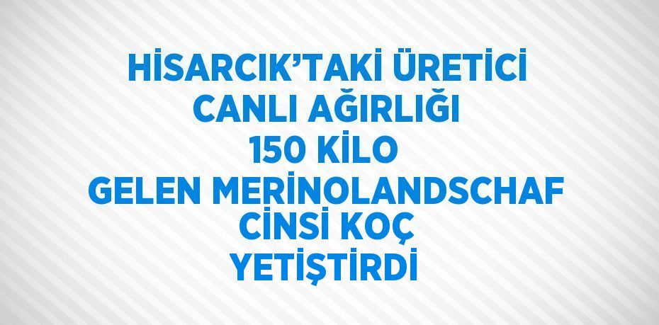 HİSARCIK’TAKİ ÜRETİCİ CANLI AĞIRLIĞI 150 KİLO GELEN MERİNOLANDSCHAF CİNSİ KOÇ YETİŞTİRDİ