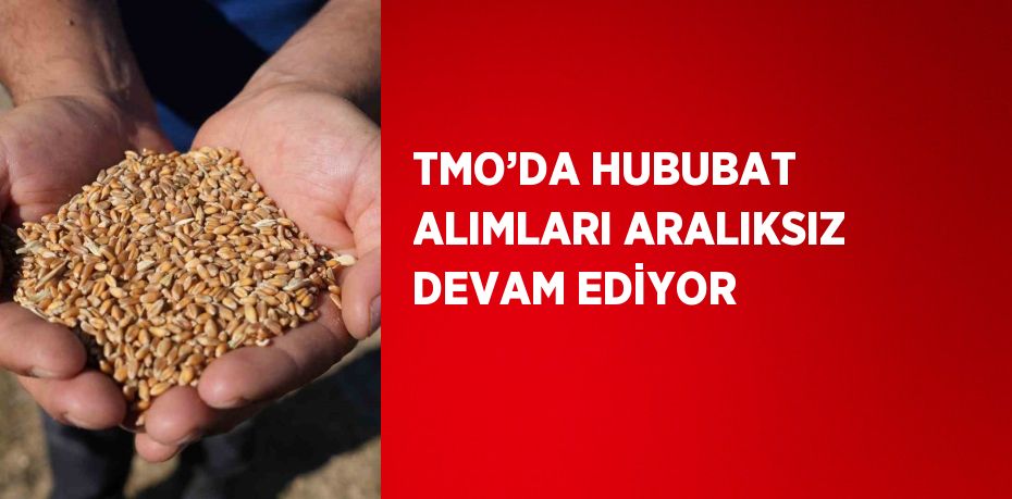 TMO’DA HUBUBAT ALIMLARI ARALIKSIZ DEVAM EDİYOR