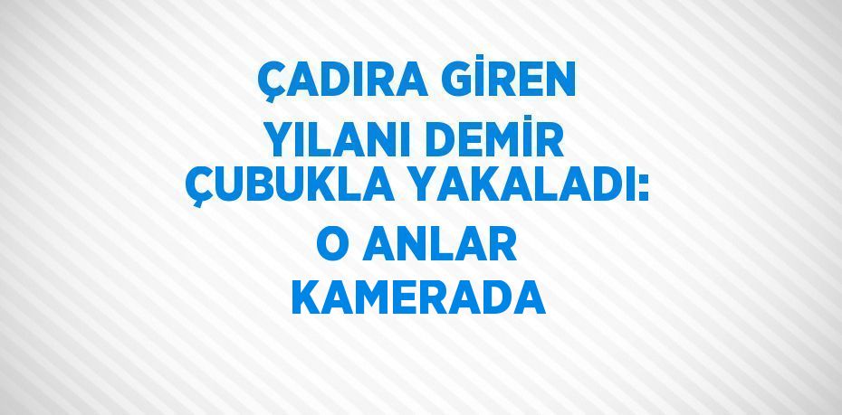 ÇADIRA GİREN YILANI DEMİR ÇUBUKLA YAKALADI: O ANLAR KAMERADA