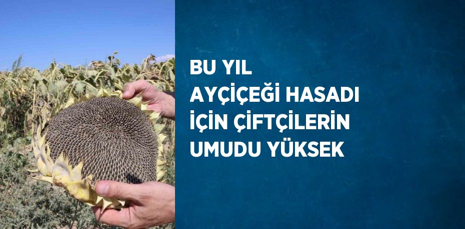 BU YIL AYÇİÇEĞİ HASADI İÇİN ÇİFTÇİLERİN UMUDU YÜKSEK