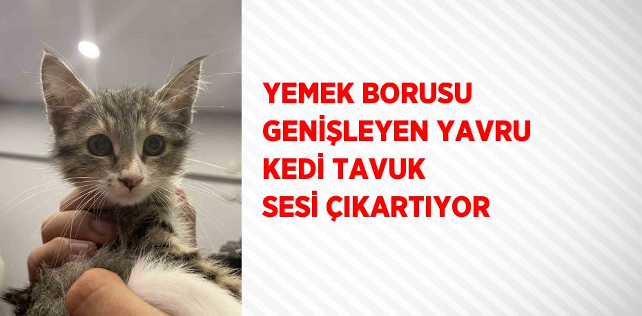 YEMEK BORUSU GENİŞLEYEN YAVRU KEDİ TAVUK SESİ ÇIKARTIYOR