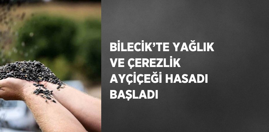 BİLECİK’TE YAĞLIK VE ÇEREZLİK AYÇİÇEĞİ HASADI BAŞLADI