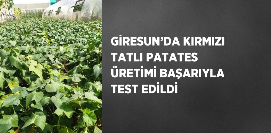 GİRESUN’DA KIRMIZI TATLI PATATES ÜRETİMİ BAŞARIYLA TEST EDİLDİ