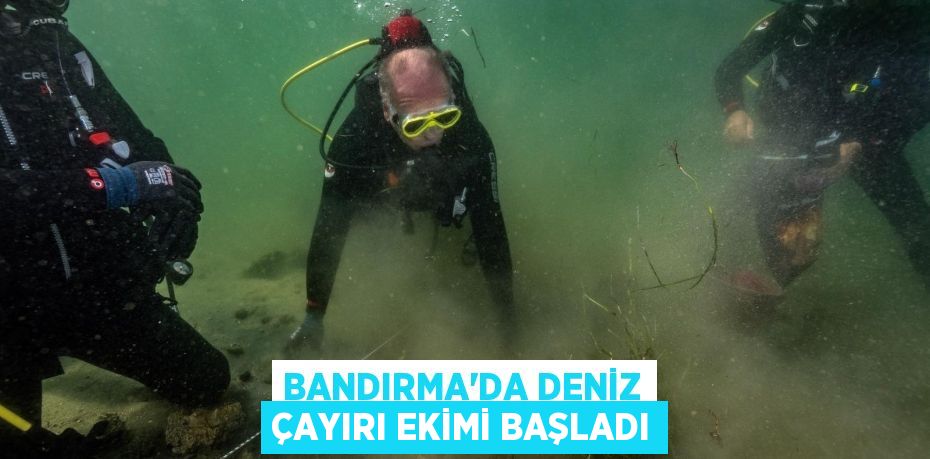 BANDIRMA’DA DENİZ ÇAYIRI EKİMİ BAŞLADI