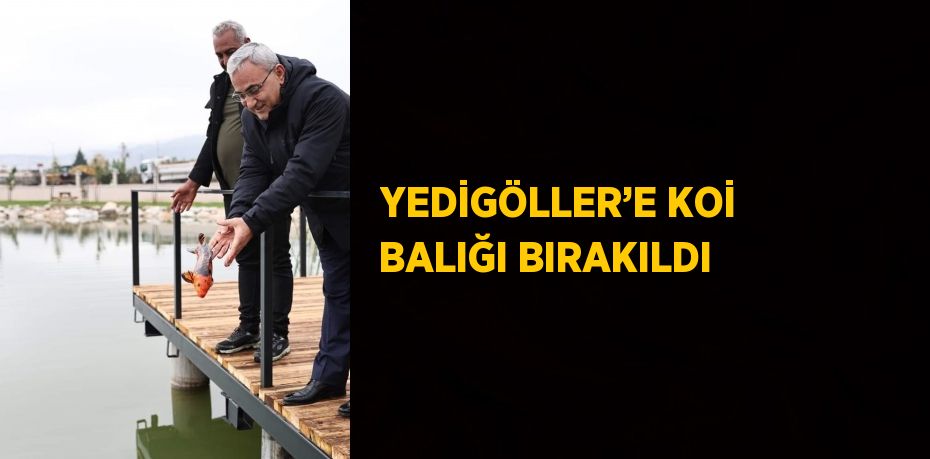 YEDİGÖLLER’E KOİ BALIĞI BIRAKILDI