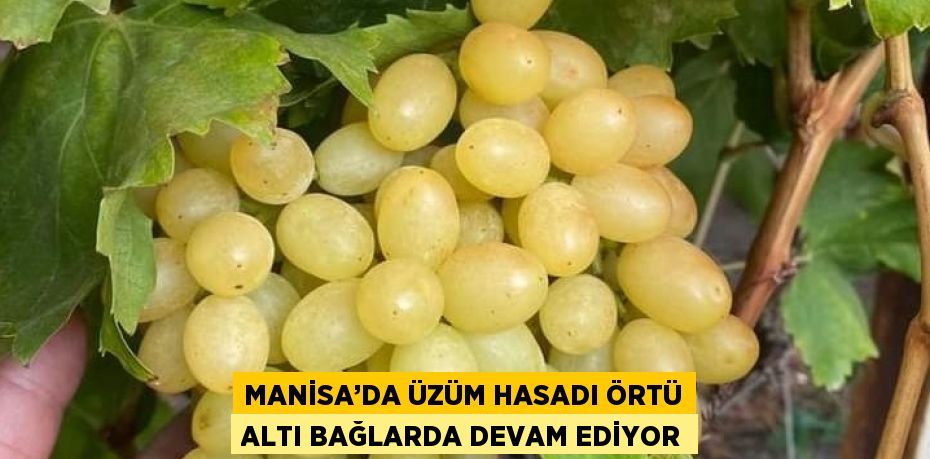 MANİSA’DA ÜZÜM HASADI ÖRTÜ ALTI BAĞLARDA DEVAM EDİYOR