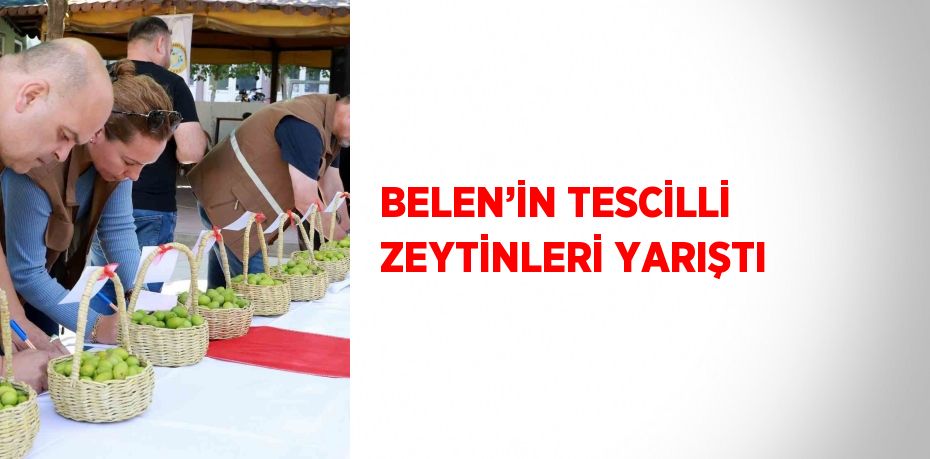 BELEN’İN TESCİLLİ ZEYTİNLERİ YARIŞTI