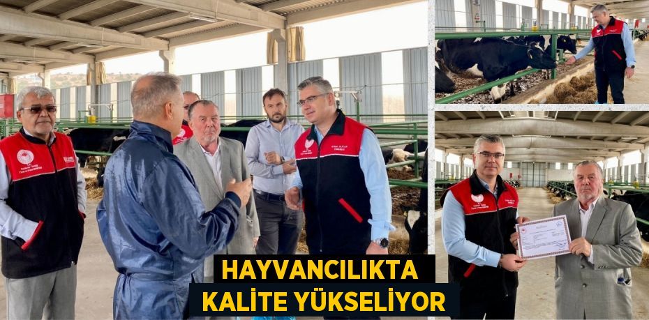 HAYVANCILIKTA   KALİTE YÜKSELİYOR