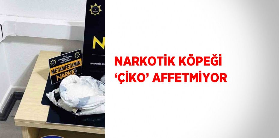 NARKOTİK KÖPEĞİ ‘ÇİKO’ AFFETMİYOR