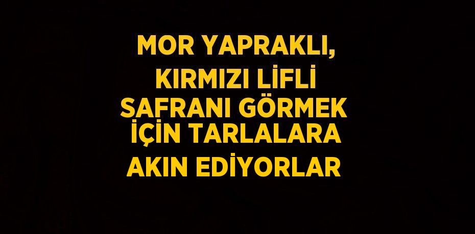 MOR YAPRAKLI, KIRMIZI LİFLİ SAFRANI GÖRMEK İÇİN TARLALARA AKIN EDİYORLAR