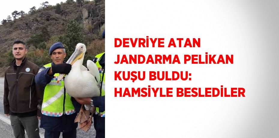 DEVRİYE ATAN JANDARMA PELİKAN KUŞU BULDU: HAMSİYLE BESLEDİLER